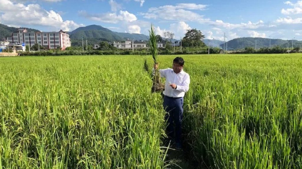 Investigadores de la Universidad de Yunnan (China) desarrollaron el arroz perenne. Tomado de The Land Institute