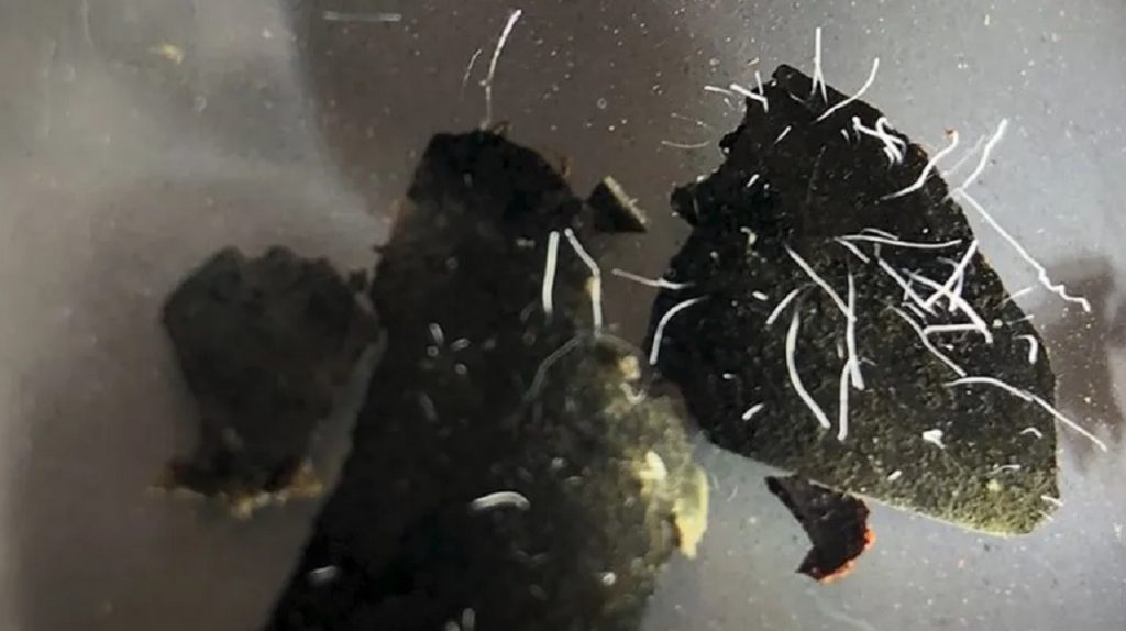 Piedras del manglar de la isla de Guadalupe con muestras de la nueva bacteria Thiomargarita magnifica. Tomado de Diario del Cuyo